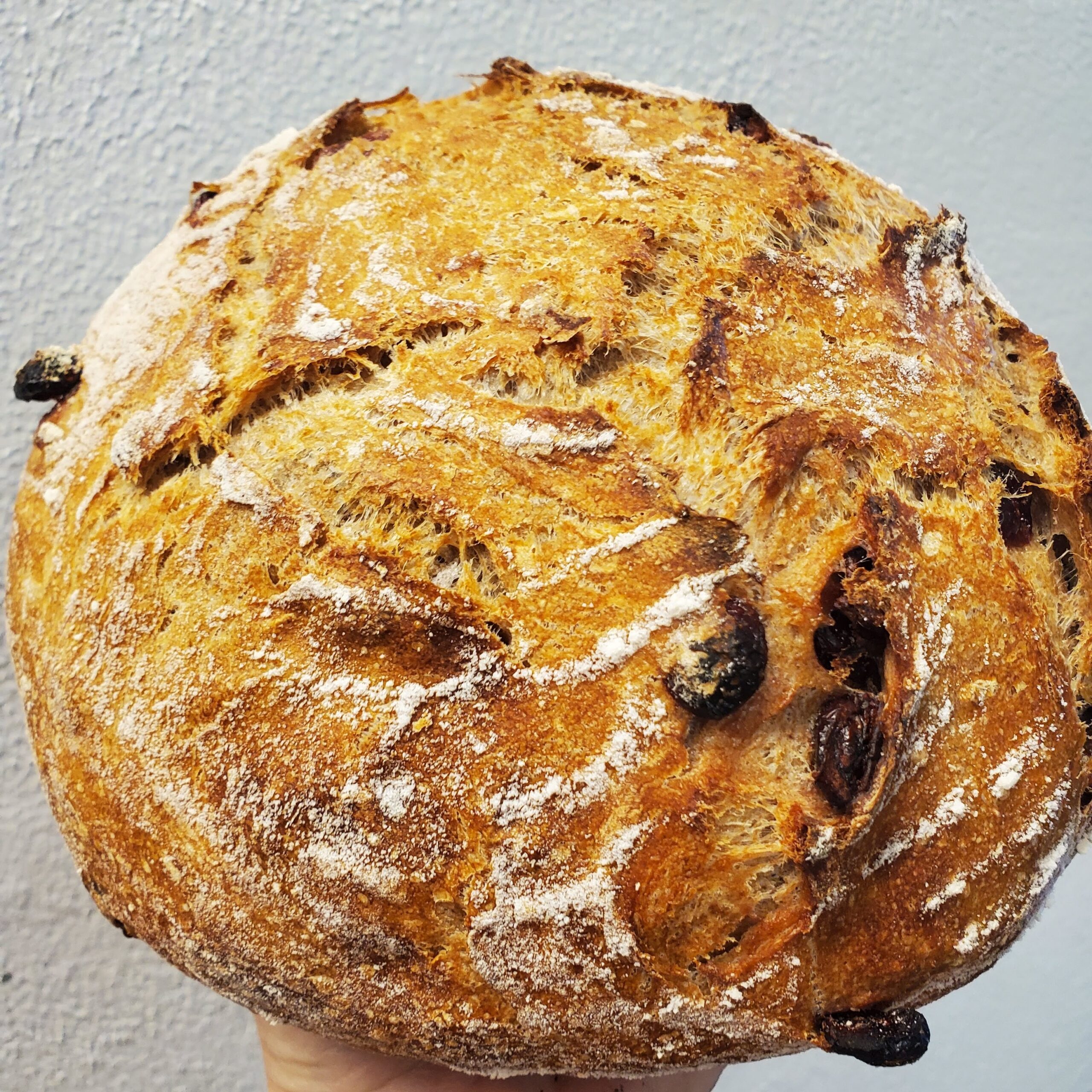 Cranberry Walnut Dutch Oven Bread